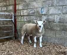 Pedigree texel ram lambs and ewe lamb for sale
