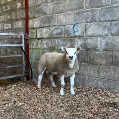 Pedigree texel ram lambs and ewe lamb for sale