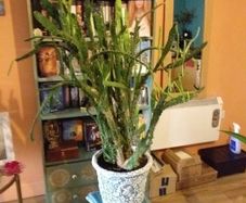 Plant Cactus