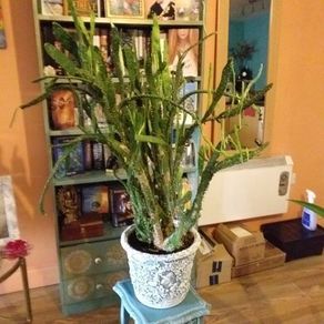 Plant Cactus