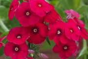 (P) Drummond Phlox Coccinea seeds 0.3g (415618)