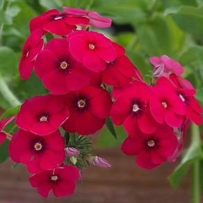 (P) Drummond Phlox Coccinea seeds 0.3g (415618)