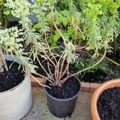 Plant