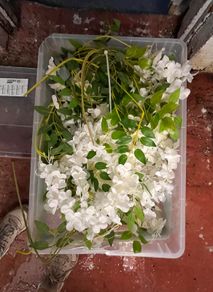 Wisteria & Foliage Backdrops Lot
