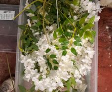 Wisteria & Foliage Backdrops Lot