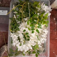 Wisteria & Foliage Backdrops Lot