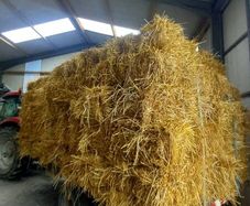 Organic Straw Small Squares