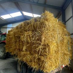 Organic Straw Small Squares