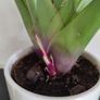 House Plant in Ceramic Pot Image 2