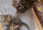 kitten
