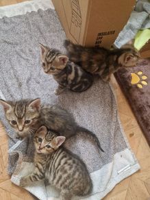 kitten