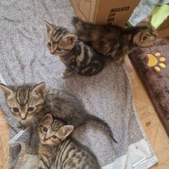 kitten