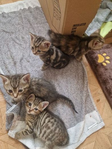 kitten