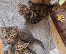 kittens