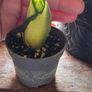 Snake Plant Sanseveria Image 5