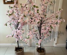 Cherry blossom trees