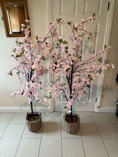 Cherry blossom trees