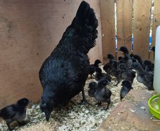 Rare breed chicks for sale