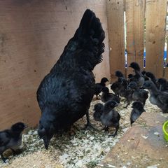 Rare breed chicks for sale