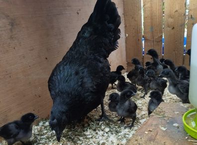 Rare breed chicks for sale