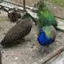 Pea fowl Eggs Image 2