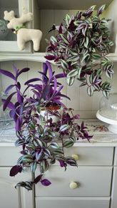 Trailing house plants.Mature and young.