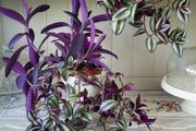 Trailing house plants.Mature and young.