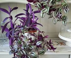 Trailing house plants.Mature and young.