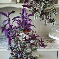 Trailing house plants.Mature and young.
