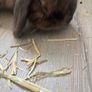 rabbit Image 2