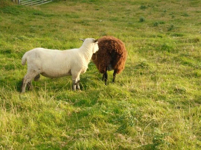 Vasectomised  Horned Teaser Rams