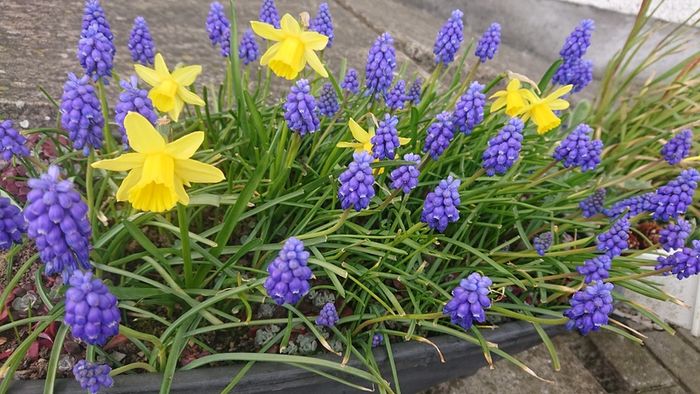 Muscari Seeds / Muscari Bulbs