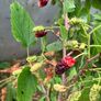 Dwarf Mulberry Tree Image 2
