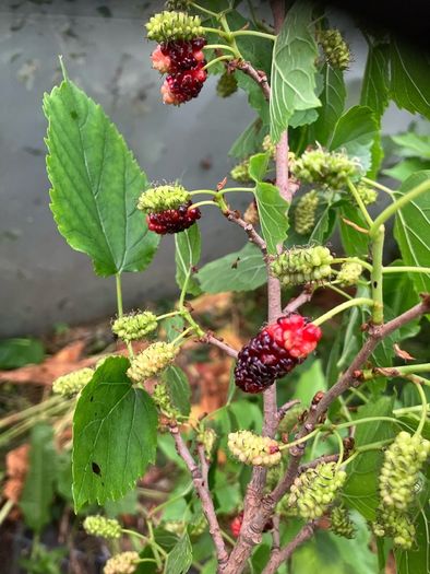 Dwarf Mulberry Tree