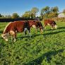 Pedigree Hereford Heifers and Bulls Image 8