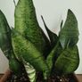 Snake plant Image 9