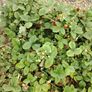 Alpine Strawberry Seeds Image 6