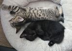 Kittens for Adoption