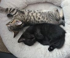 Kittens for Adoption