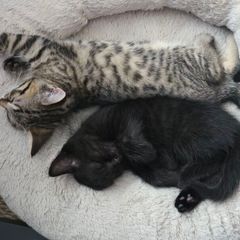 Kittens for Adoption