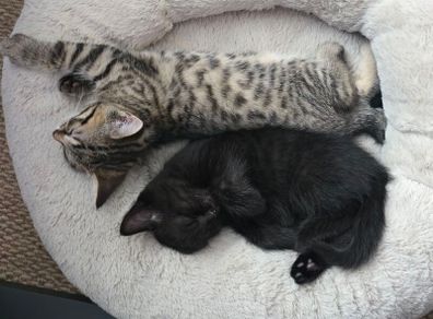 Kittens for Adoption