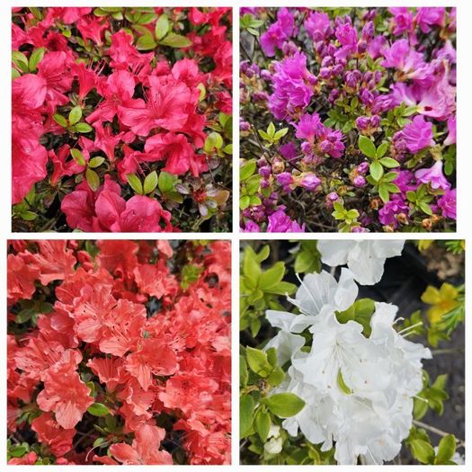 Shrubs and Garden Plants