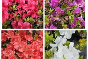 Shrubs and Garden Plants