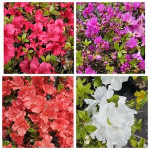 Shrubs and Garden Plants