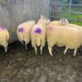 Hoggets Image 9