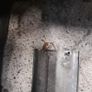 Original 80 series Landcruiser rear bumper Image 5