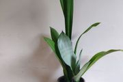Sansevieria trifasciata 'Moonshine' plant in a green ceramic pot