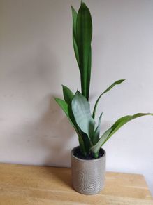 Sansevieria trifasciata 'Moonshine' plant in a green ceramic pot