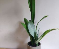 Sansevieria trifasciata 'Moonshine' plant in a green ceramic pot