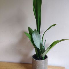Sansevieria trifasciata 'Moonshine' plant in a green ceramic pot